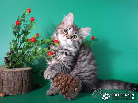 ������� � ������ (23 ����)