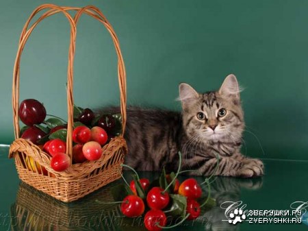 ������� � ������ (23 ����)