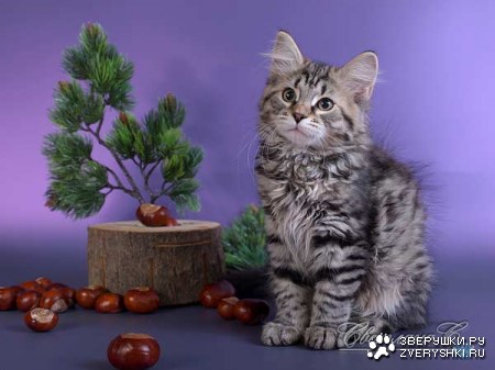 ������� � ������ (23 ����)