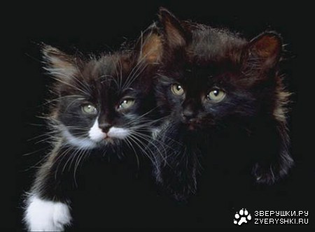 ������� � ������ (23 ����)