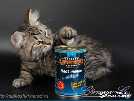 ������� � ������ (23 ����)