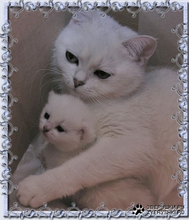 ������� (23 ������������ ����)