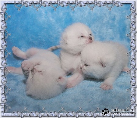 ������� (23 ������������ ����)