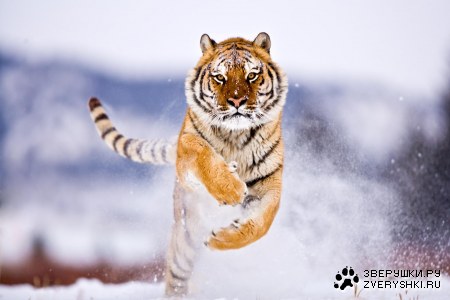 �������� ����� (9 ����)