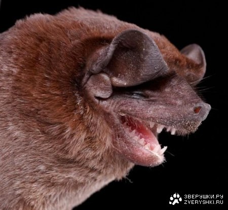 ������� ���� �� ���� ����� :)