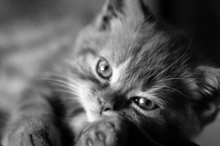 ������ ������ (7 ����������)