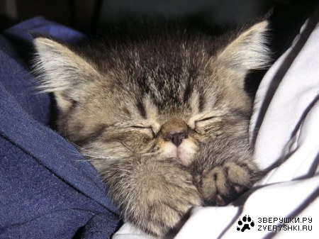 ������ (7 ����������)