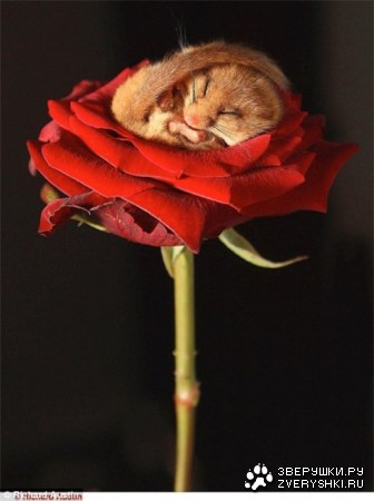 ��������� �������� :)