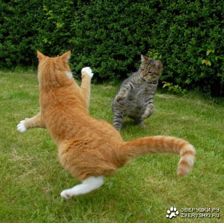 ������� �������� (9 ����������)