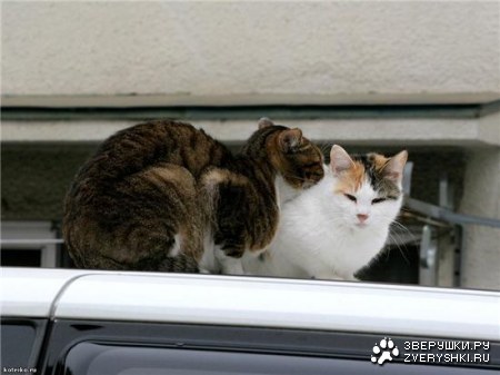 ���������� ������� ;)