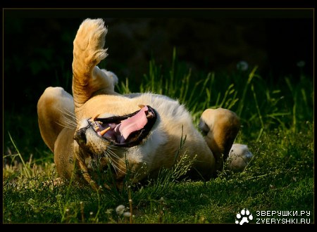 ������� ���� (4 ����)