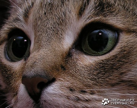 ������ ������ �������� (12 ����������)