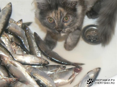 ������ ����! :)