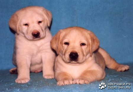 ����� ������� :)