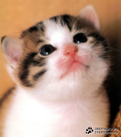 ����� ������ :)