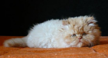 ������� ���� :)