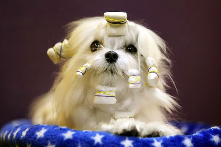 ������ �������� (11 ����������)