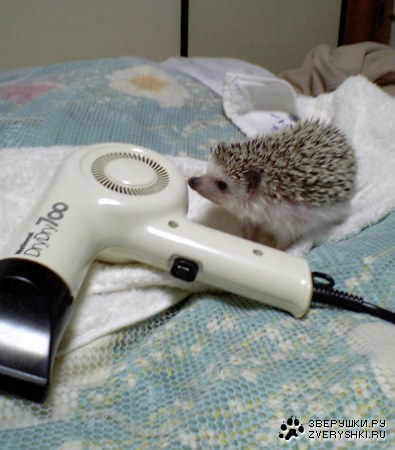 ������ ���� :)