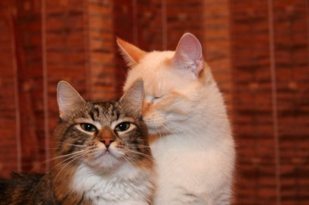 �������������� ����� � ����� (11 ����)