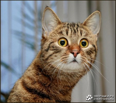 �������� �����������?! :)