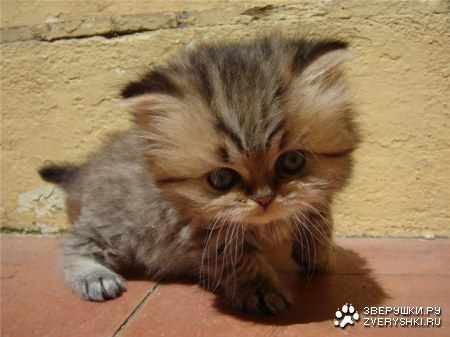 ��� � ��� ����? :)