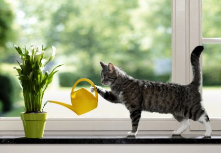 ������ �������� (25 �������� ����)