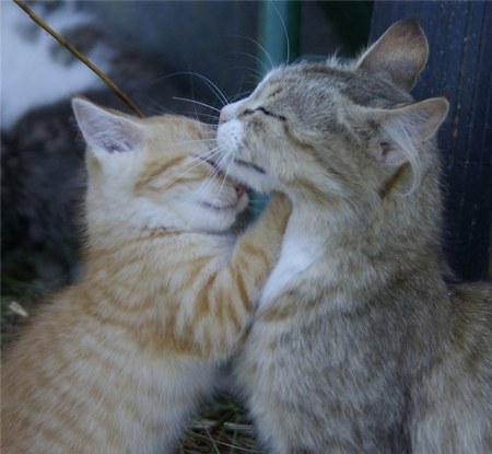 ������ �������� (25 �������� ����)