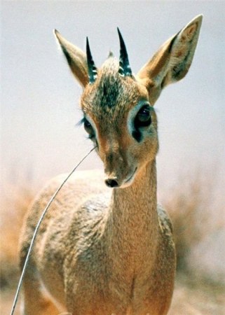 ������ �������� (25 �������� ����)