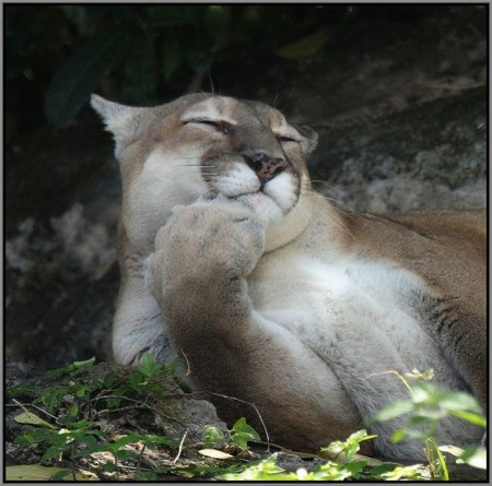 ������ �������� (25 �������� ����)