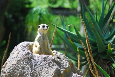 ������ �������� (25 �������� ����)