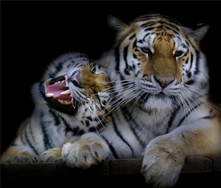 ������ �������� (25 �������� ����)