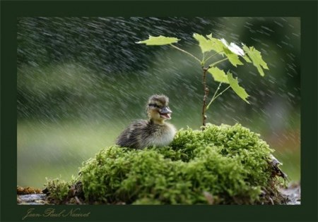 ������ �������� (25 �������� ����)