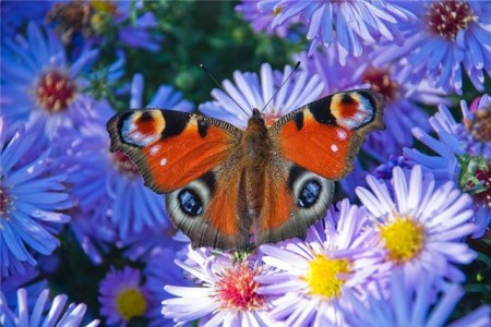 ������ �������� (25 �������� ����)