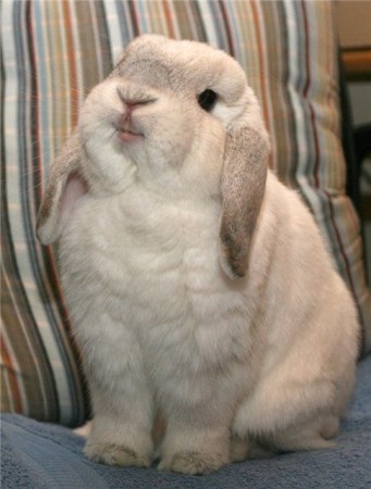 ������ �������� (25 �������� ����)