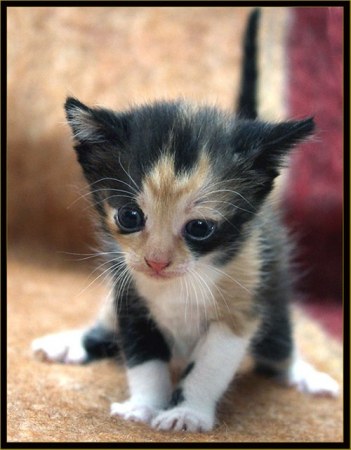 ������ �������� (25 �������� ����)