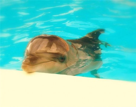 ������ �������� (25 �������� ����)