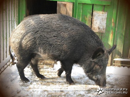 �������� � ����������� ������� �� ����� (9 ����)