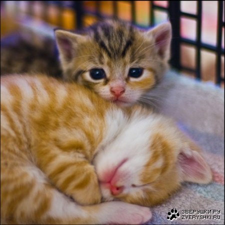 �������� ���! :)