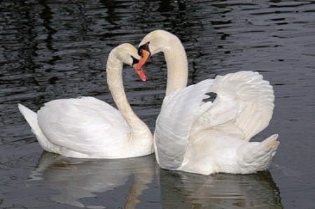 �������� �������� (12 ����)