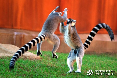 ���� ������� :)