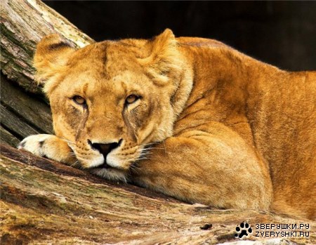 ������� (12 �������� ����������)