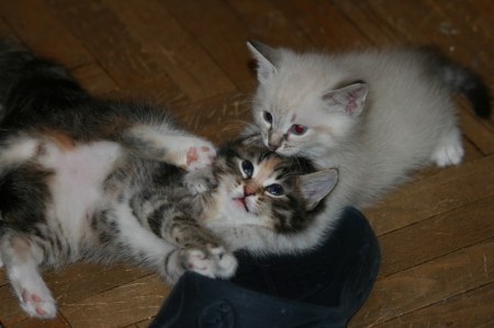 �������� ������� (20 ����������)