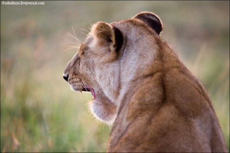 ������� ������ ����� ������� (31 ����������� ����������)