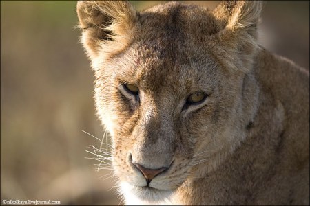 ������� ������ ����� ������� (31 ����������� ����������)