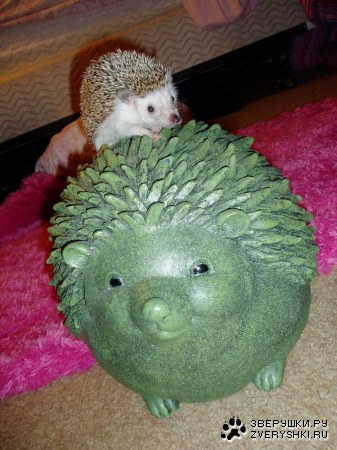 ������ ������ ;)