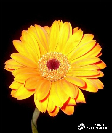 ���������� ��� ���! :)