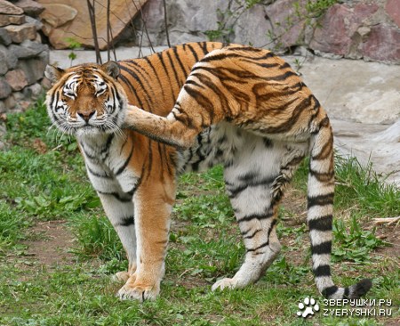 ������� ������� ����� (6 ����)