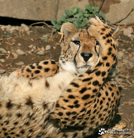 ������� ������� ����� (6 ����)