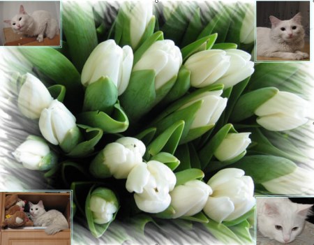 ������� ��������� ��� ����������!