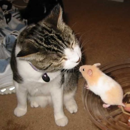 ������ ���������� �������� (22 ����)